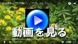 動画を観る