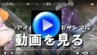 動画を観る