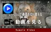動画を観る