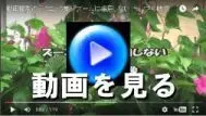 動画を観る